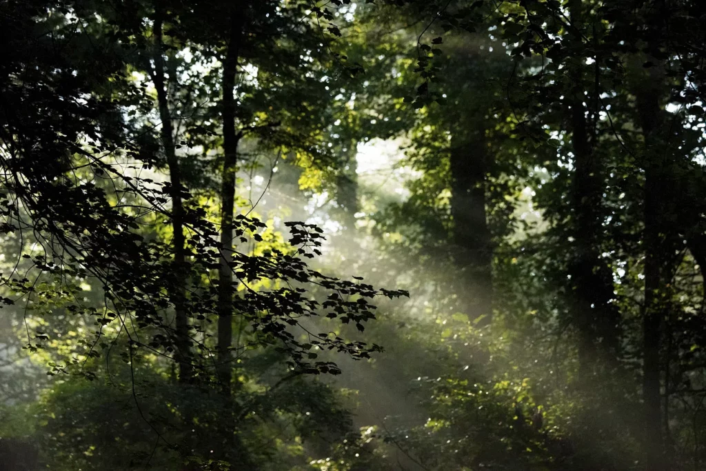 light through trees pursuing passions