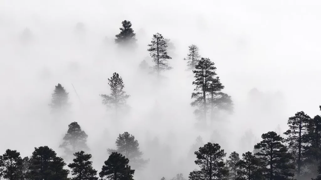 trees clouds diet plateau