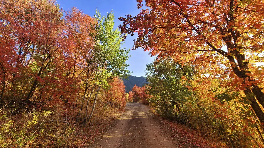 Fall trees slow living