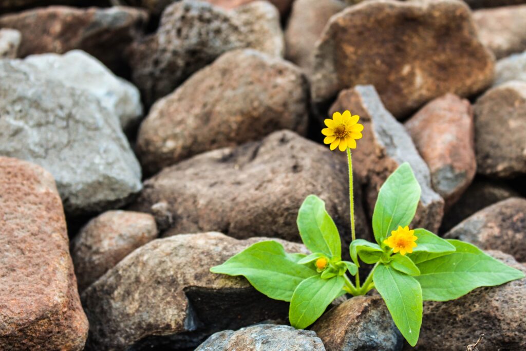 all or nothing flower growth