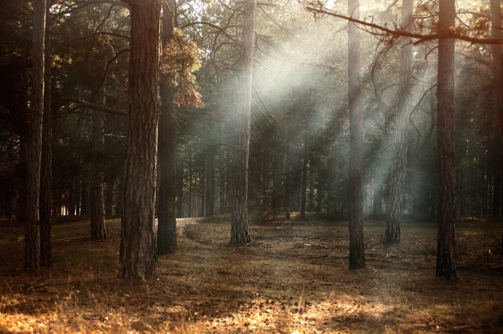 Total Health Forest Trees